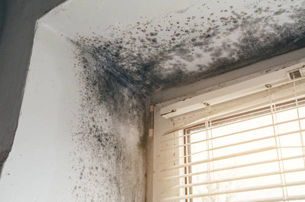 Affordable Attic Mold Remediation solutions in Lincoln Park, MI